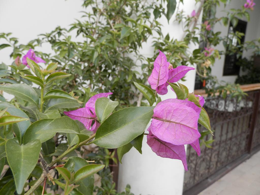 Riad Ailen Marrakesh Bagian luar foto